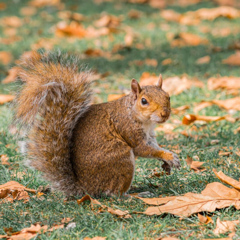 Ardilla — St James’s Park, Londres