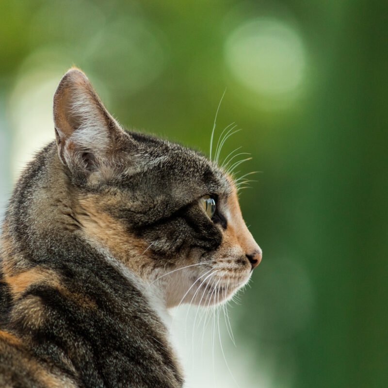Fotografia de gato en alta resolución.
